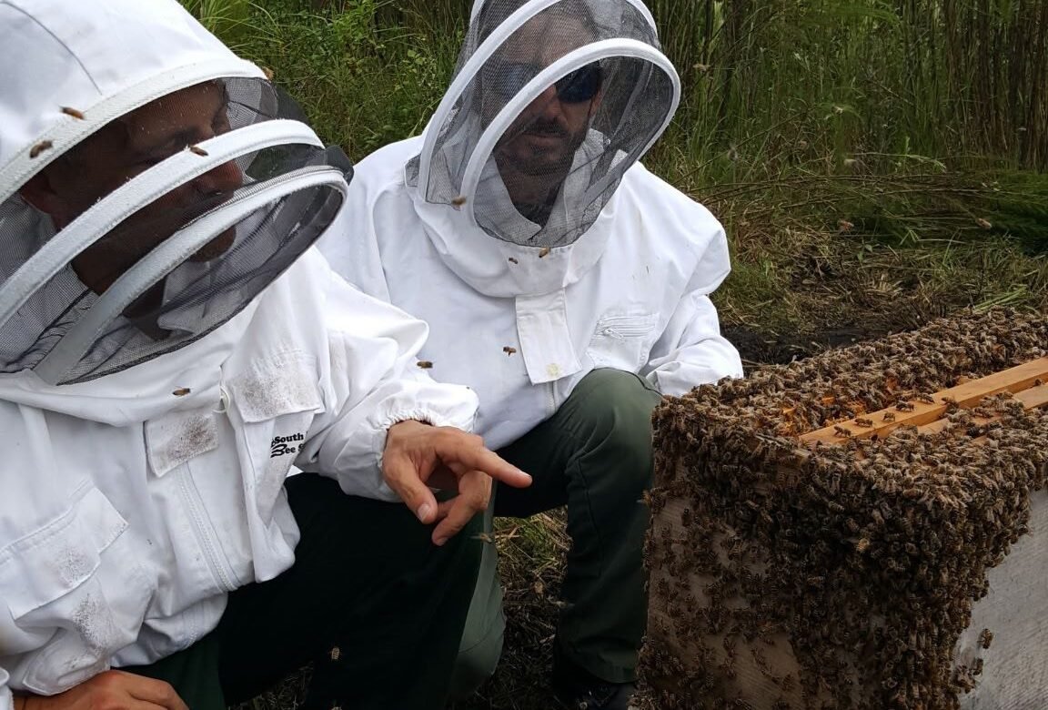 BeeBoyz and The Florida Forest Service team up (Mites in Honeycomb)